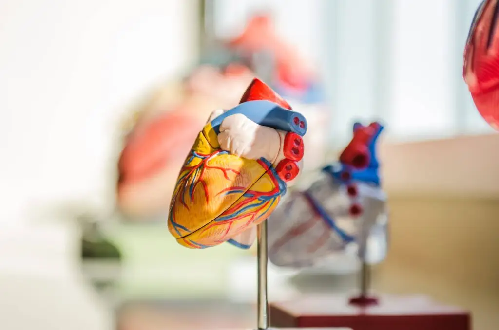 3d heart model